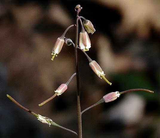 {Boechera laevigata}